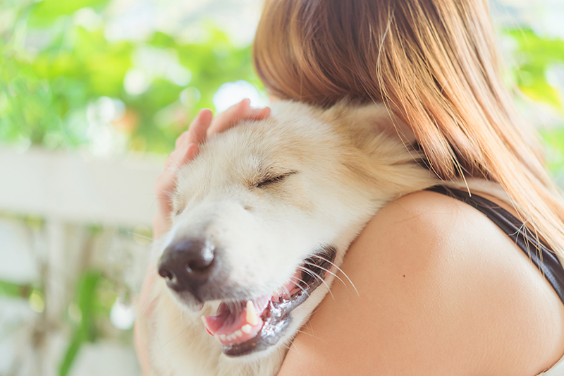 A Pet Trust – Reward Your Pet With the Best Treat of All